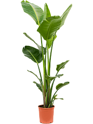 Tropical Bird of Paradise Strelitzia nicolai Indoor House Plants