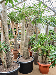 Showy Madagascar palm Pachypodium lamerei Tall Indoor House Plants Trees