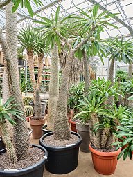 Showy Madagascar palm Pachypodium lamerei Tall Indoor House Plants Trees