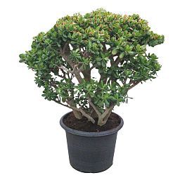 Cute Jade Plant Crassula ovata 'Sunset' Indoor House Plants