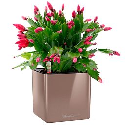 LECHUZA CUBE Glossy Square Poly Resin Indoor Self-watering Planter