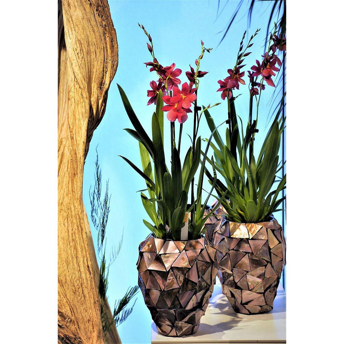 Shell Orchid Round Tall Polystone Indoor Planter