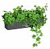Ivy in LECHUZA BALCONERA Cottage Self-watering Planter, Total Height 60 cm
