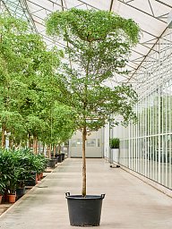 Tropical Black Olive Tree Bucida buceras 'Shady Lady' (800-900)