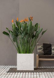 Fibrestone Jumbo Sundried Square Planter by Idealist Premium