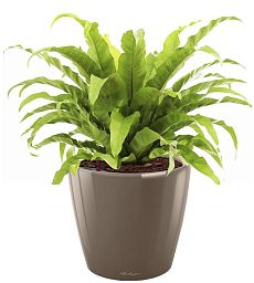 Asplenium Fern in LECHUZA CLASSICO LS Self-watering Planter, Total Height 50 cm