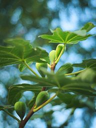 Lush Red-stem Fig Ficus carica