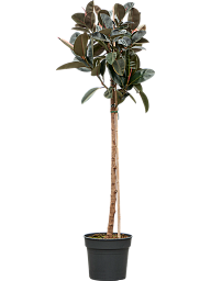 Lush Rubber Plant Ficus elastica 'Abidjan' Indoor House Plants