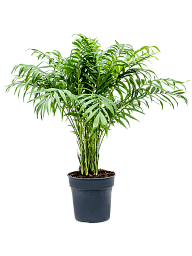 Shade-loving Parlour Palm Chamaedorea elegans Indoor House Plants