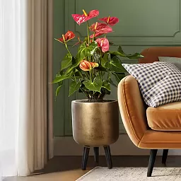 IDEALIST Lite Round Planter on Legs, Round Pot Plant Stand Indoor