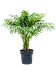 Shade-loving Parlour Palm Chamaedorea elegans Indoor House Plants