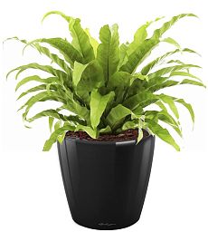 Asplenium Fern in LECHUZA CLASSICO LS Self-watering Planter, Total Height 50 cm