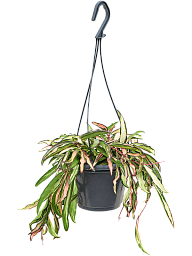 Shade-loving Wax Plant Hoya wayetii 'Tricolor' Indoor House Plants