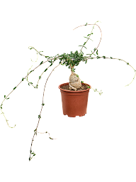 Fockea edulis