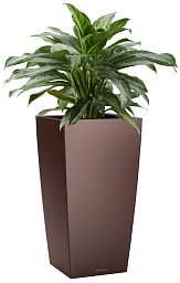 Aglaonema Silver Bay in LECHUZA CUBICO Self-watering Planter, Total Height 85 cm