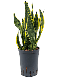 Easy-Care Snake Plant Sansevieria trifasciata 'Futura Superba' Indoor House Plants