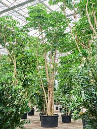 Cheerful Umbrella Tree Schefflera actinophylla 'Amate' Indoor House Plants