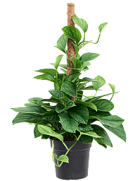 Shade-loving Monkey Leaf Monstera pinnatipartita Indoor House Plants