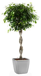 Braided Ficus Benjamina Exotica in LECHUZA QUADRO LS Self-watering Planter, Total Height 140 cm