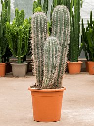 Easy-Care Mexican Giant Cactus Pachycereus pringlei Indoor House Plants