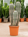 Easy-Care Mexican Giant Cactus Pachycereus pringlei Indoor House Plants