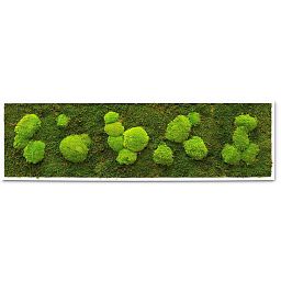 PREMIUM Moss Wall Art Artificial Moss Plant