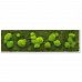 PREMIUM Moss Wall Art Artificial Moss Plant