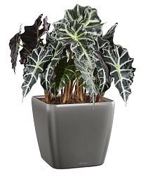 Alocasia Polly in LECHUZA QUADRO LS Self-watering Planter, Total Height 70 cm
