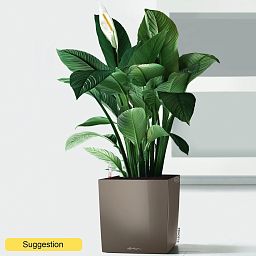 Lush Peace Lily Spathiphyllum 'Sensation' Indoor House Plants