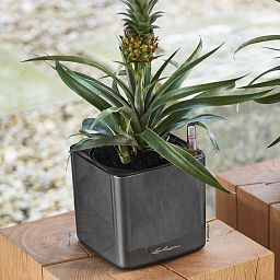 LECHUZA CUBE Glossy Square Poly Resin Indoor Self-watering Planter
