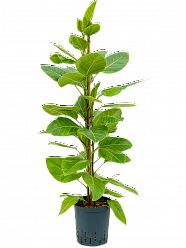 Ficus altissima 'Yellow Gem' W30 H120 cm