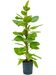 Lush Fiddle Leaf Fig Ficus altissima 'Yellow Gem' Indoor House Plants