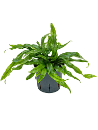 Easy-Care Kangaroo Foot Fern Microsorum diversifolium Indoor House Plants