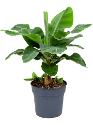 Lush Banana Plant Musa 'Dwarf Cavendish' Tall Indoor House Plants Trees