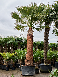Lush California Fan Palm Washingtonia filifera (170-230) Indoor House Plants