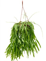 Photogenic Mistletoe Cactus Rhipsalis ramulosa 'Red Coral' Indoor House Plants