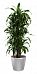 Dracaena Fragrans Arturo in LECHUZA CLASSICO LS 43 Self-watering Planter, Total Height 150 cm