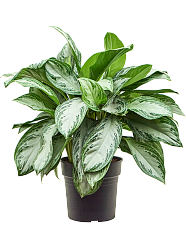 Vibrant Chinese Evergreen Aglaonema 'Silver Bay' Indoor House Plants