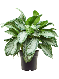 Vibrant Chinese Evergreen Aglaonema 'Silver Bay' Indoor House Plants