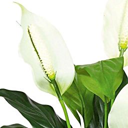 SPATHIPHYLLUM DELUXE Artificial Flower Plant