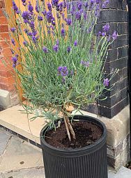 IDEALIST Lite Vertical Ribbed Vintage Style Round Planter