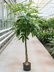 Insta-friendly Money Tree Pachira aquatica Tall Indoor House Plants Trees