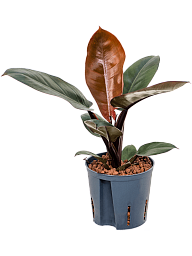 Lush Heart-Leaf Philodendron 'Autumn' Heart-Leaf Indoor House Plants