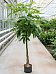 Insta-friendly Money Tree Pachira aquatica Tall Indoor House Plants Trees