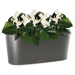 Blooming Anthurium Andraeanum White in LECHUZA DELTA Self-watering Planter, Total Height 45 cm