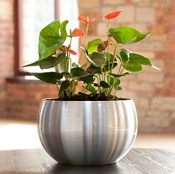 Orbit Bowl Brushed Aluminium Planter