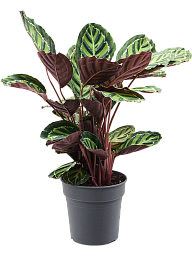 Showy Pin-Stripe Calathea rosea-picta var. illustris Indoor House Plants
