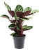 Showy Pin-Stripe Calathea rosea-picta var. illustris Indoor House Plants