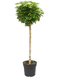 Delicate Umbrella Tree Schefflera arboricola 'Gold Capella' Indoor House Plants