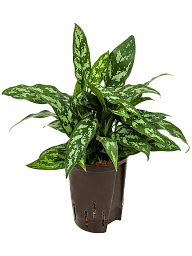 Lush Chinese Evergreen Aglaonema 'Maria' Indoor House Plants